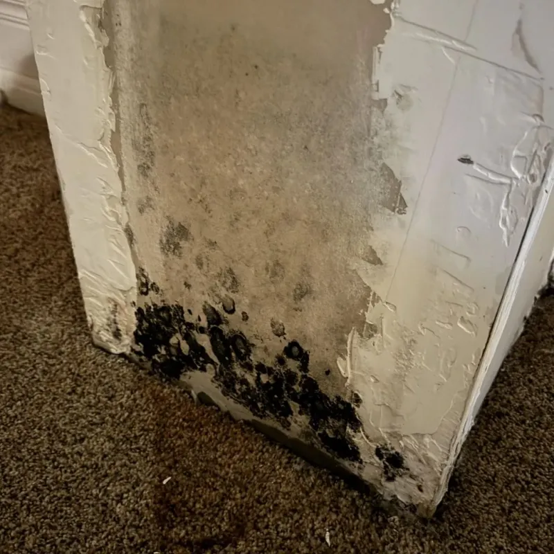 Professional Mold Removal in Hampstead, MD